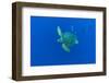 Loggerhead sea turtle accompanied by Imperial blackfish-Franco Banfi-Framed Photographic Print