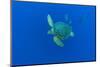 Loggerhead sea turtle accompanied by Imperial blackfish-Franco Banfi-Mounted Photographic Print