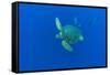 Loggerhead sea turtle accompanied by Imperial blackfish-Franco Banfi-Framed Stretched Canvas
