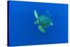 Loggerhead sea turtle accompanied by Imperial blackfish-Franco Banfi-Stretched Canvas