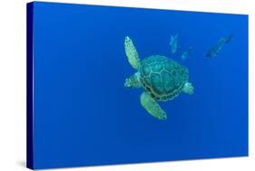 Loggerhead sea turtle accompanied by Imperial blackfish-Franco Banfi-Stretched Canvas