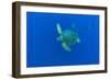 Loggerhead sea turtle accompanied by Imperial blackfish-Franco Banfi-Framed Photographic Print