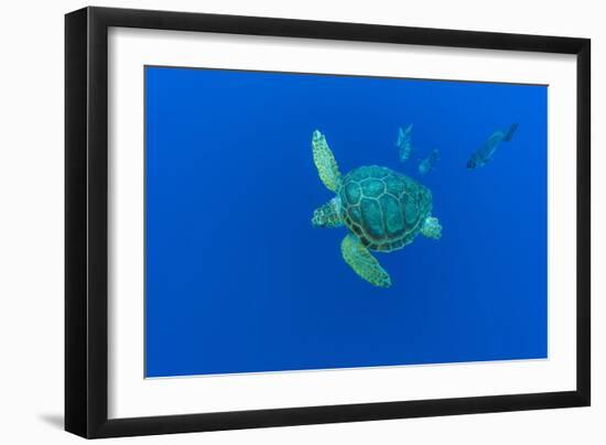 Loggerhead sea turtle accompanied by Imperial blackfish-Franco Banfi-Framed Photographic Print