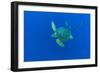 Loggerhead sea turtle accompanied by Imperial blackfish-Franco Banfi-Framed Photographic Print