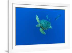 Loggerhead sea turtle accompanied by Imperial blackfish-Franco Banfi-Framed Photographic Print