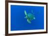 Loggerhead sea turtle accompanied by Imperial blackfish-Franco Banfi-Framed Photographic Print