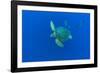 Loggerhead sea turtle accompanied by Imperial blackfish-Franco Banfi-Framed Photographic Print