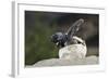 Loggerhead Sea Turtle (Caretta Caretta) Emerging From Shell, Dalyan Delta, Turkey, July-Zankl-Framed Photographic Print