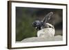 Loggerhead Sea Turtle (Caretta Caretta) Emerging From Shell, Dalyan Delta, Turkey, July-Zankl-Framed Photographic Print