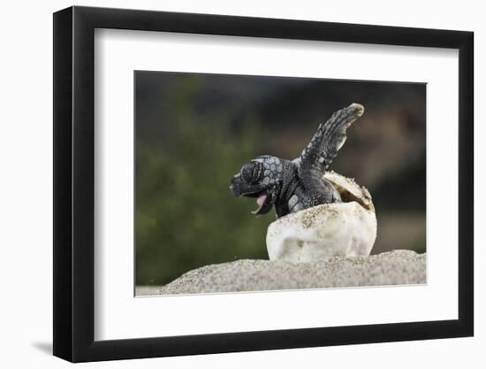 Loggerhead Sea Turtle (Caretta Caretta) Emerging From Shell, Dalyan Delta, Turkey, July-Zankl-Framed Photographic Print