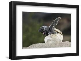 Loggerhead Sea Turtle (Caretta Caretta) Emerging From Shell, Dalyan Delta, Turkey, July-Zankl-Framed Photographic Print