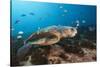 Loggerhead Sea Turtle (Caretta Caretta)-Reinhard Dirscherl-Stretched Canvas
