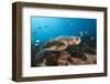 Loggerhead Sea Turtle (Caretta Caretta)-Reinhard Dirscherl-Framed Photographic Print