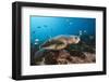 Loggerhead Sea Turtle (Caretta Caretta)-Reinhard Dirscherl-Framed Photographic Print