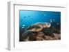 Loggerhead Sea Turtle (Caretta Caretta)-Reinhard Dirscherl-Framed Photographic Print