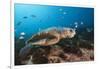 Loggerhead Sea Turtle (Caretta Caretta)-Reinhard Dirscherl-Framed Photographic Print