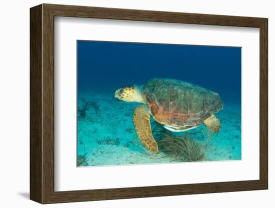 Loggerhead Sea Turtle-pipehorse-Framed Photographic Print