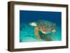 Loggerhead Sea Turtle-pipehorse-Framed Photographic Print