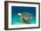 Loggerhead Sea Turtle-pipehorse-Framed Photographic Print