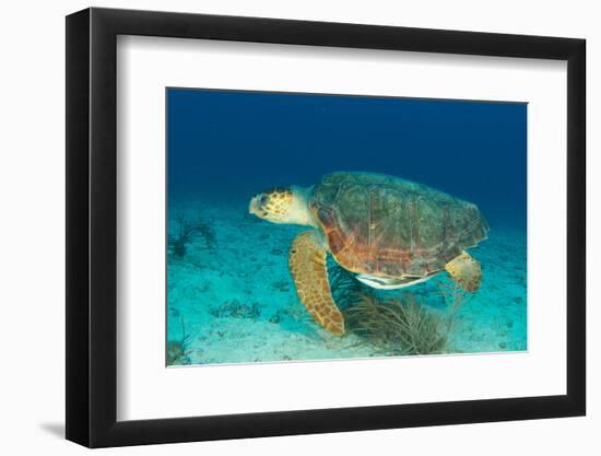 Loggerhead Sea Turtle-pipehorse-Framed Photographic Print