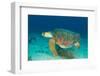 Loggerhead Sea Turtle-pipehorse-Framed Photographic Print