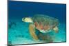 Loggerhead Sea Turtle-pipehorse-Mounted Photographic Print