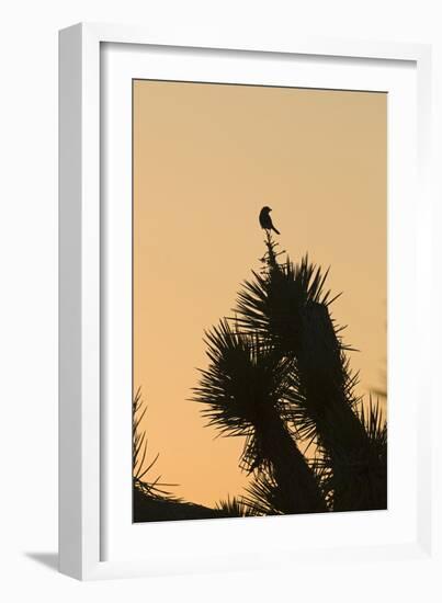 Loggerhead Shrike (Lanius ludovicianus) adult, Joshua Tree-David Tipling-Framed Photographic Print