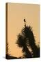Loggerhead Shrike (Lanius ludovicianus) adult, Joshua Tree-David Tipling-Stretched Canvas