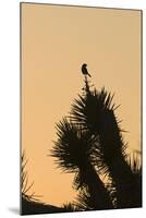 Loggerhead Shrike (Lanius ludovicianus) adult, Joshua Tree-David Tipling-Mounted Photographic Print