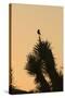 Loggerhead Shrike (Lanius ludovicianus) adult, Joshua Tree-David Tipling-Stretched Canvas