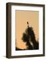 Loggerhead Shrike (Lanius ludovicianus) adult, Joshua Tree-David Tipling-Framed Photographic Print