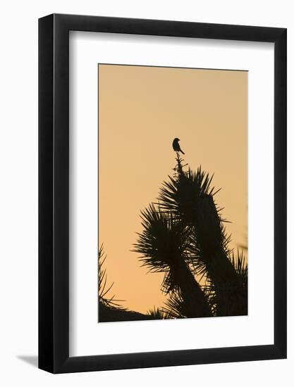 Loggerhead Shrike (Lanius ludovicianus) adult, Joshua Tree-David Tipling-Framed Photographic Print