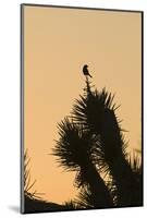 Loggerhead Shrike (Lanius ludovicianus) adult, Joshua Tree-David Tipling-Mounted Photographic Print