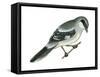 Loggerhead Shrike (Lanius Ludovicianus), Birds-Encyclopaedia Britannica-Framed Stretched Canvas