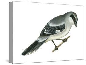 Loggerhead Shrike (Lanius Ludovicianus), Birds-Encyclopaedia Britannica-Stretched Canvas