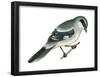 Loggerhead Shrike (Lanius Ludovicianus), Birds-Encyclopaedia Britannica-Framed Poster