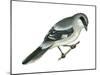 Loggerhead Shrike (Lanius Ludovicianus), Birds-Encyclopaedia Britannica-Mounted Poster