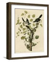 Loggerhead Shrike-null-Framed Giclee Print