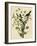 Loggerhead Shrike-null-Framed Giclee Print