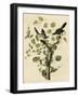 Loggerhead Shrike-null-Framed Giclee Print