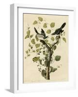 Loggerhead Shrike-null-Framed Giclee Print