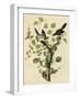 Loggerhead Shrike-null-Framed Giclee Print