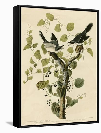 Loggerhead Shrike-null-Framed Stretched Canvas