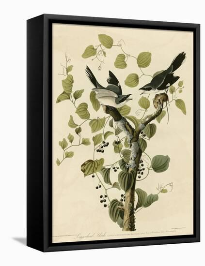 Loggerhead Shrike-null-Framed Stretched Canvas