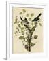 Loggerhead Shrike-null-Framed Giclee Print