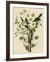 Loggerhead Shrike-null-Framed Giclee Print