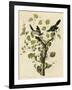 Loggerhead Shrike-null-Framed Giclee Print