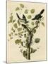 Loggerhead Shrike-null-Mounted Giclee Print