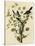 Loggerhead Shrike-null-Stretched Canvas