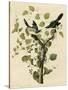 Loggerhead Shrike-null-Stretched Canvas
